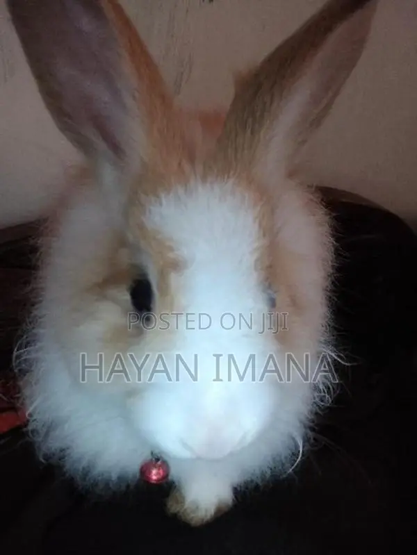 Rabbit
