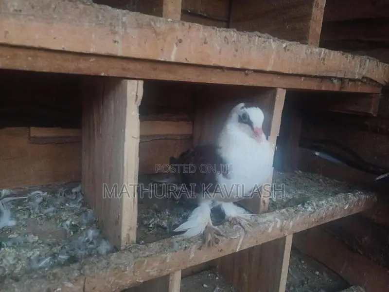 ALA PIEGON