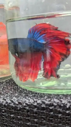Betta fish