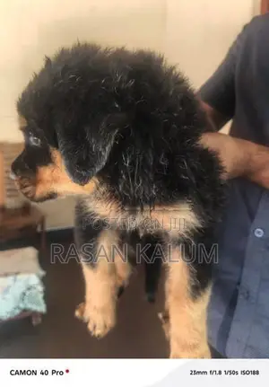 Rottweiler Puppy
