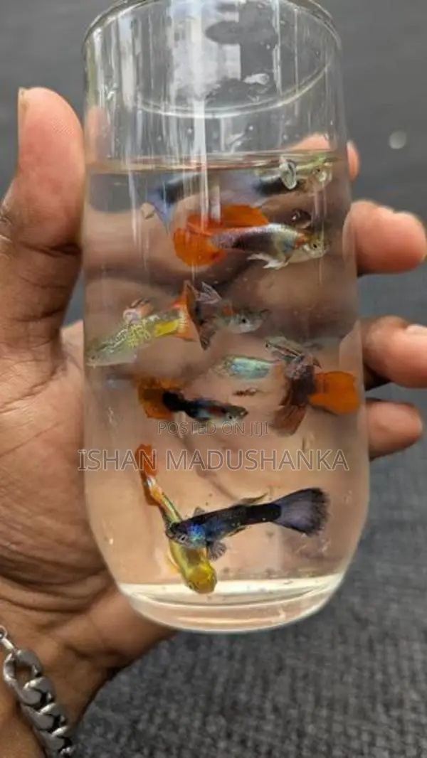 guppy fish