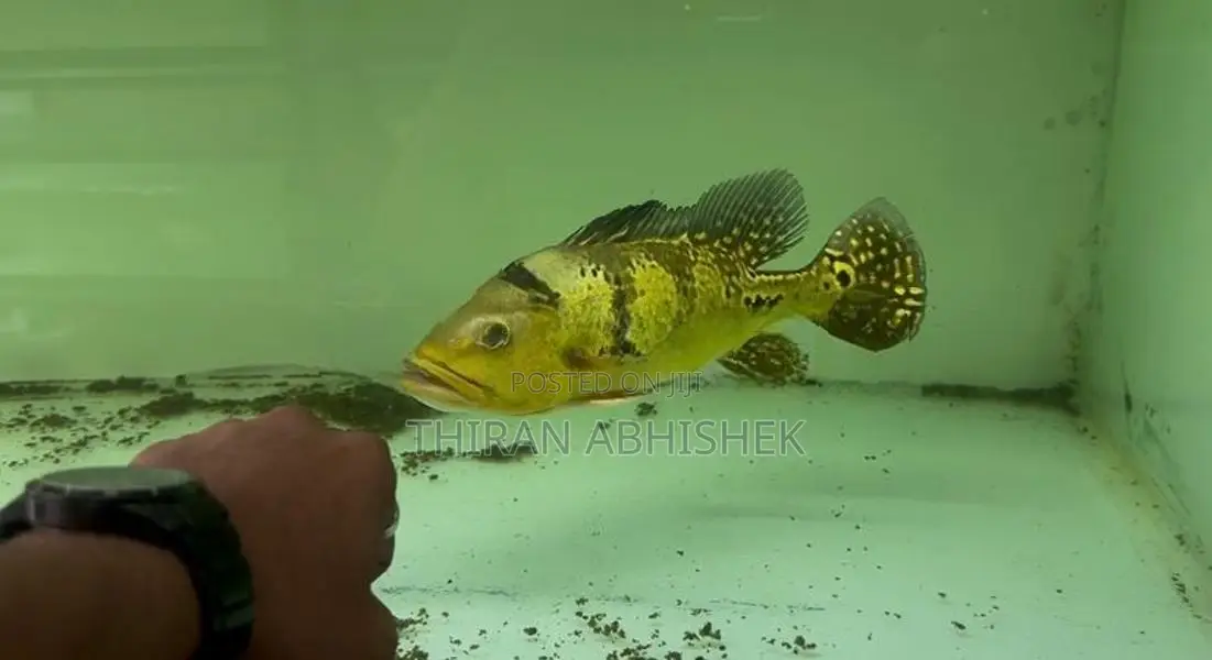 Peacock Bass