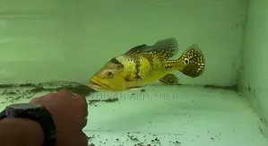 Peacock Bass