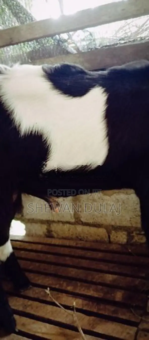 දෙමුහුන් එලු නාම්බ