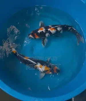 Koi Carp Fish