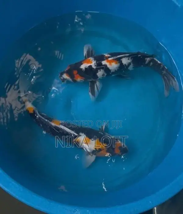 Koi Carp Fish