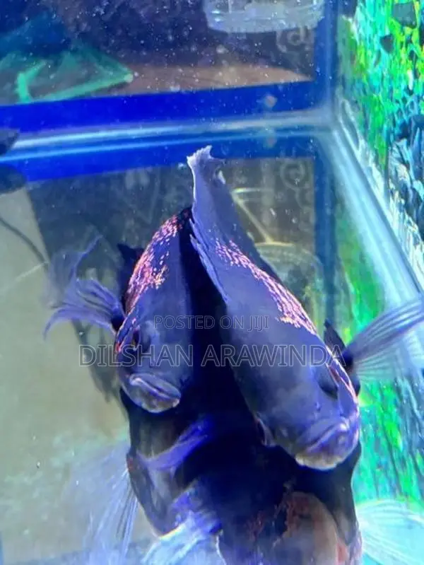Tiger Oscar 6inch