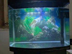 Fish Tank