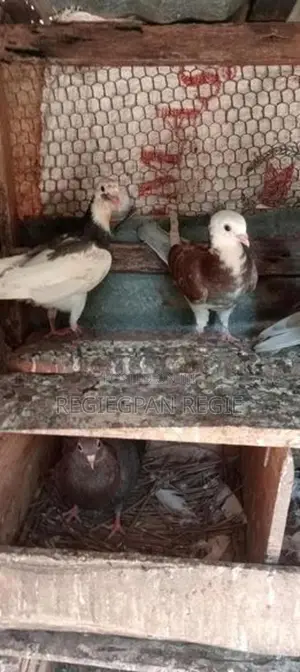 Pigeon