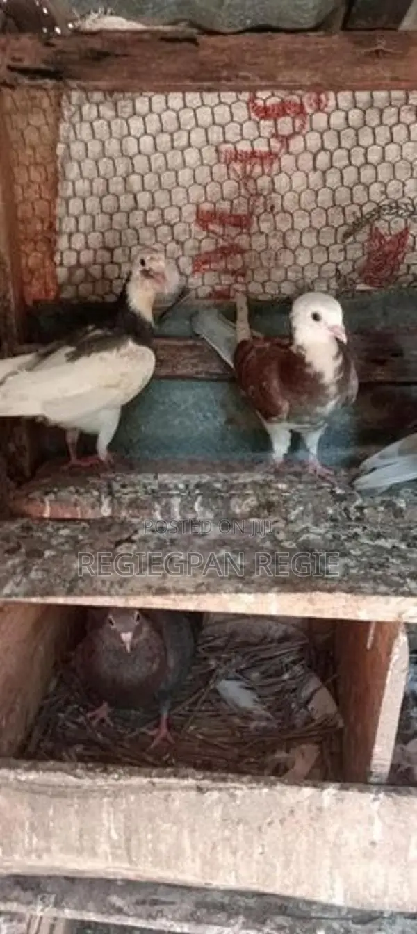 Pigeon