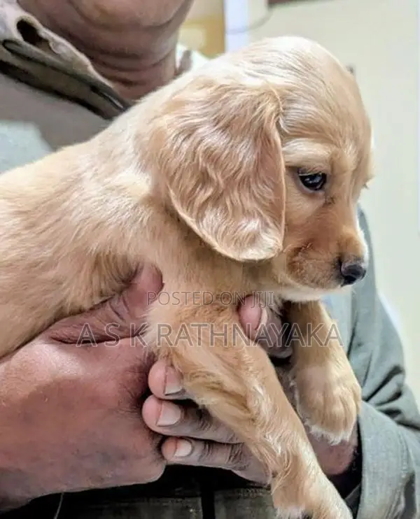 Cocker Spaniel Puppies