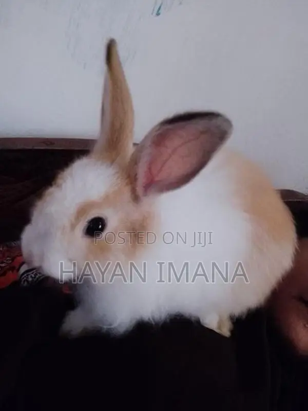 Rabbit