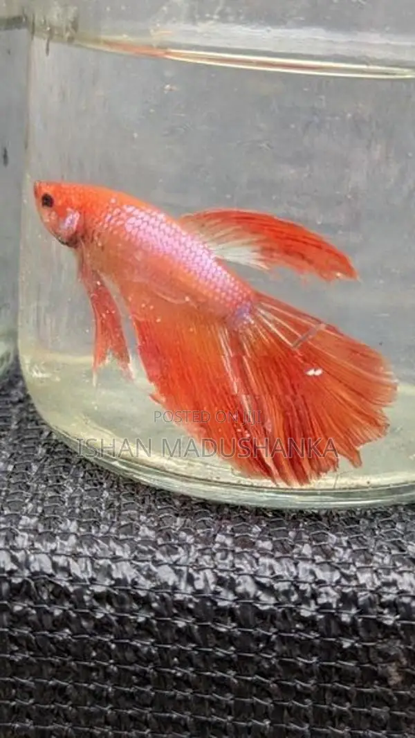 Betta fish