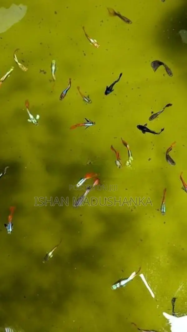 guppy fish