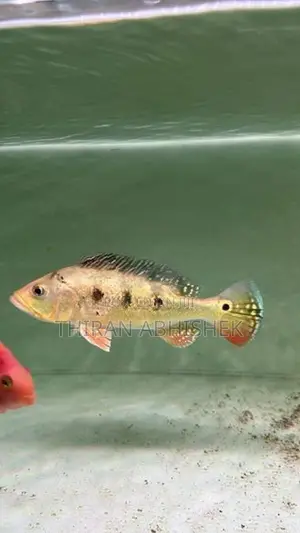 Peacock Bass