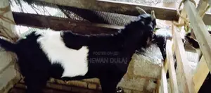 දෙමුහුන් එලු නාම්බ