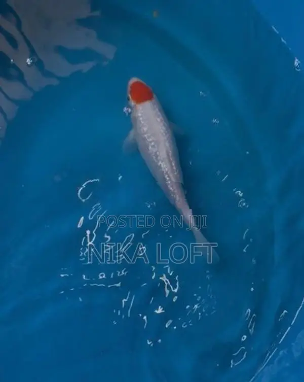 Koi Carp Fish