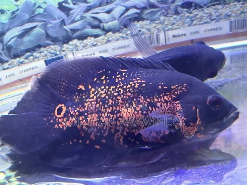 Tiger Oscar 6inch
