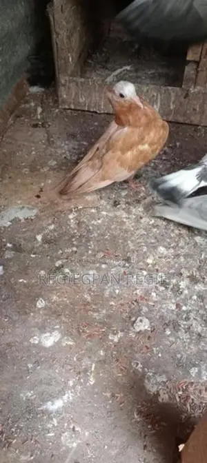 Pigeon