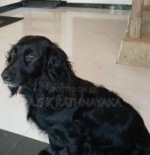 Cocker Spaniel Puppies