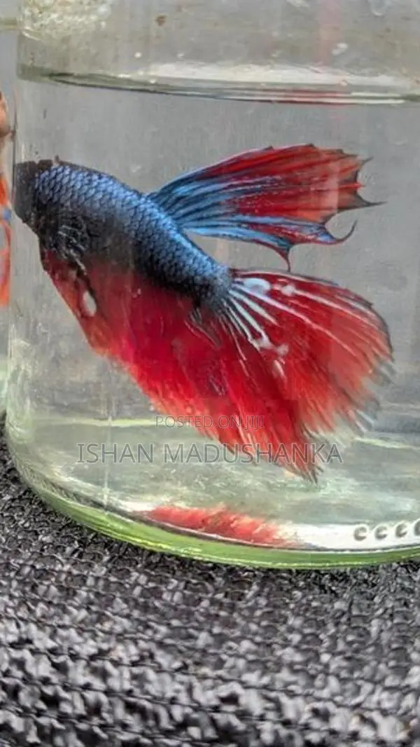 Betta fish