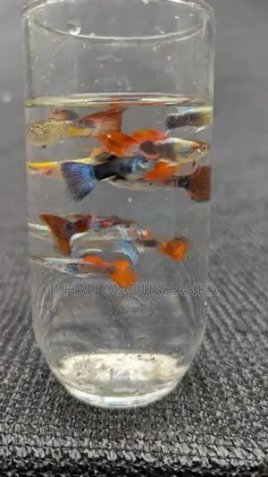 guppy fish