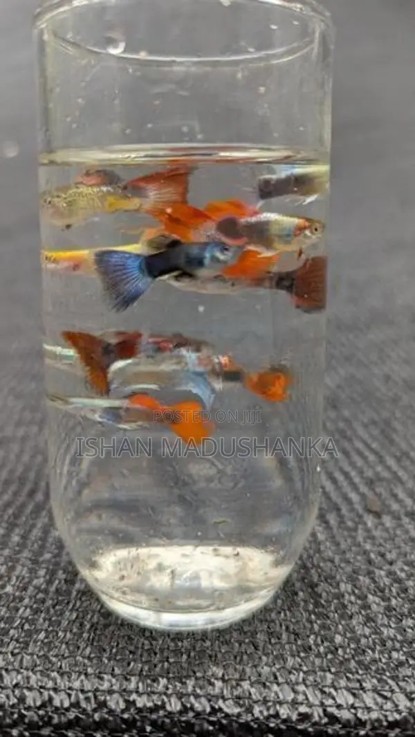 guppy fish