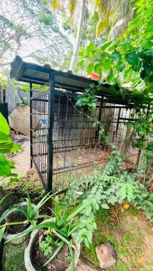 dog cage