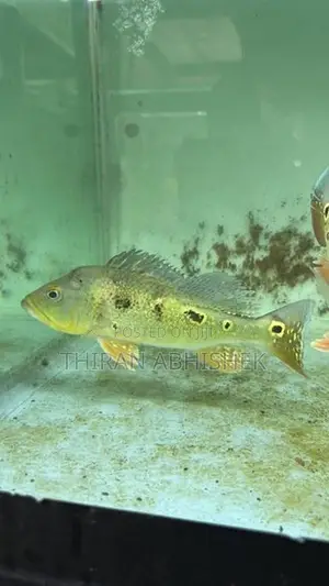 Peacock Bass