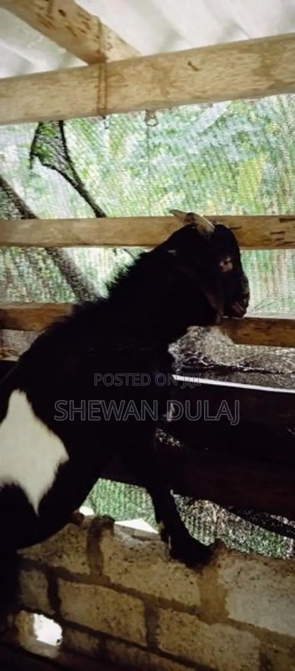 දෙමුහුන් එලු නාම්බ