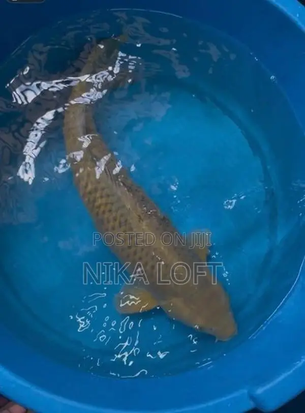 Koi Carp Fish