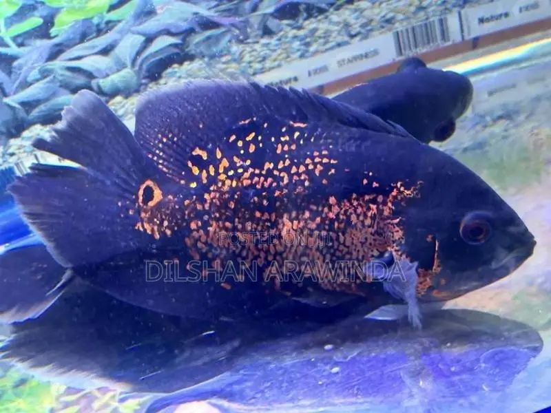 Tiger Oscar 6inch