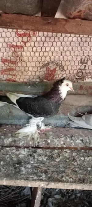 Pigeon