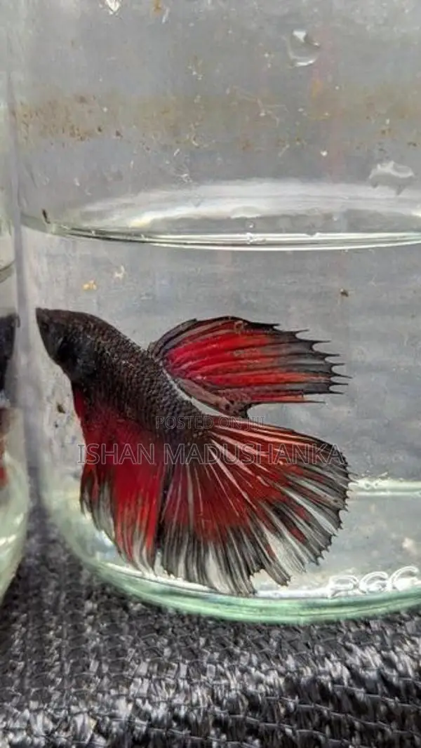 Betta fish