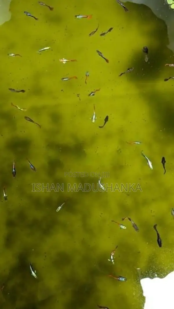guppy fish