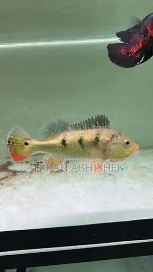 Peacock Bass