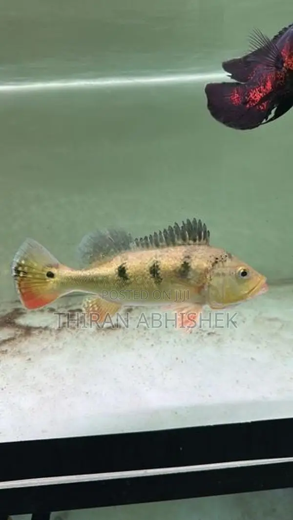 Peacock Bass