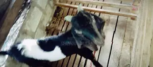 දෙමුහුන් එලු නාම්බ