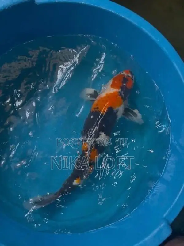 Koi Carp Fish