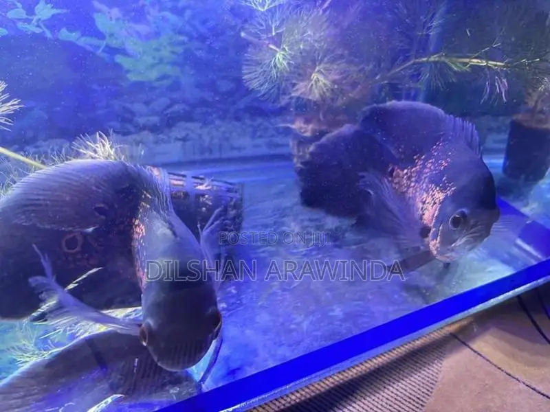 Tiger Oscar 6inch