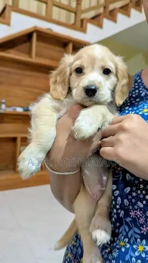 Cocker Spaniel Puppies