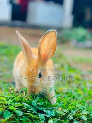 Rabbit