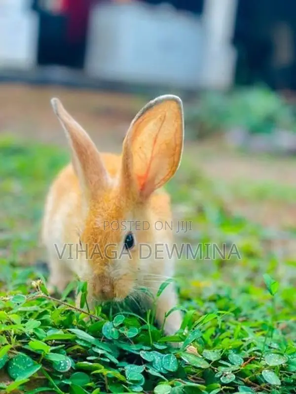 Rabbit
