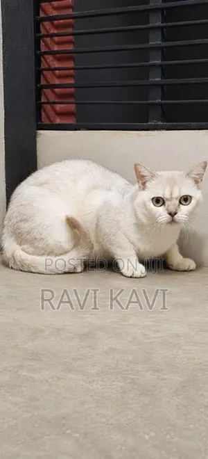British Shorthair Male Cat
