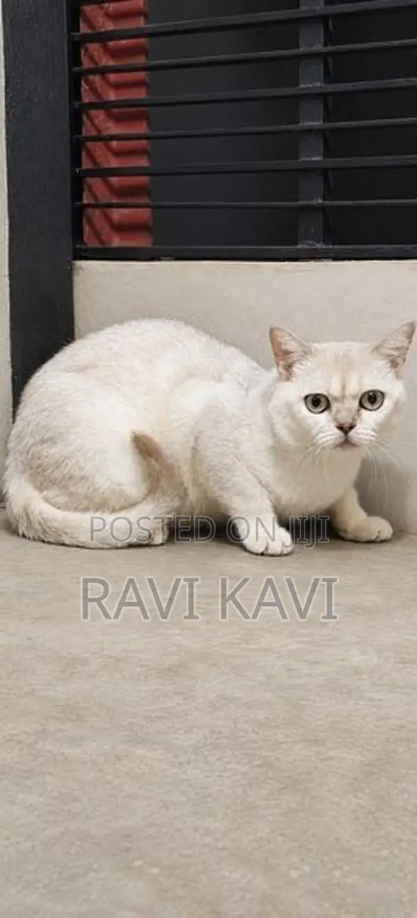 British Shorthair Male Cat