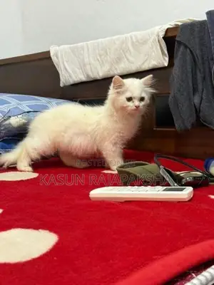 Persian Cat