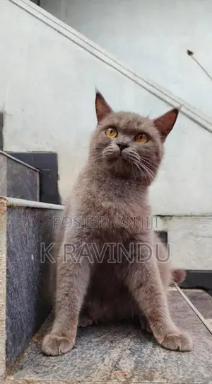 British Shorthair Female Cat