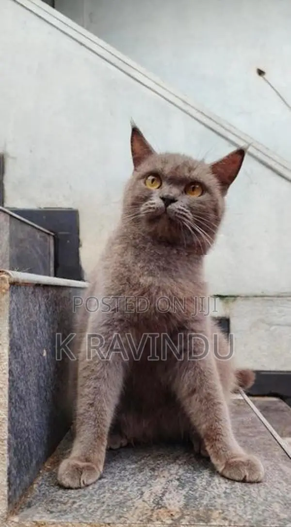 British Shorthair Female Cat