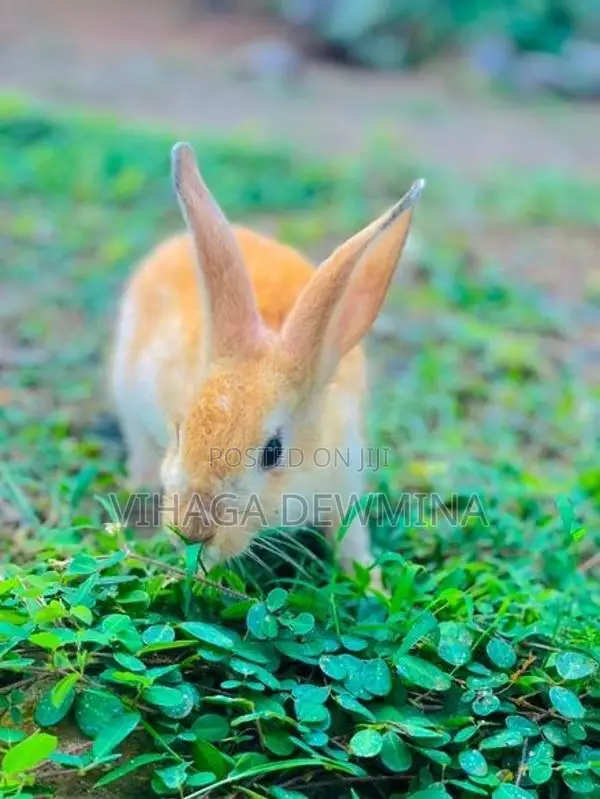 Rabbit