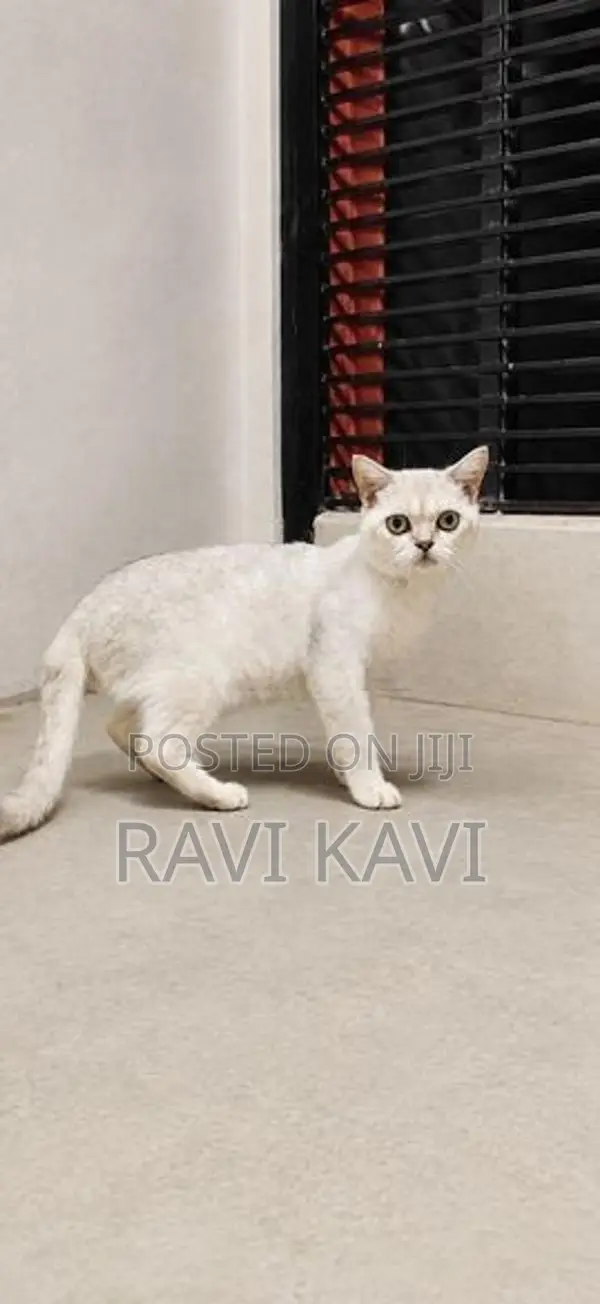 British Shorthair Male Cat